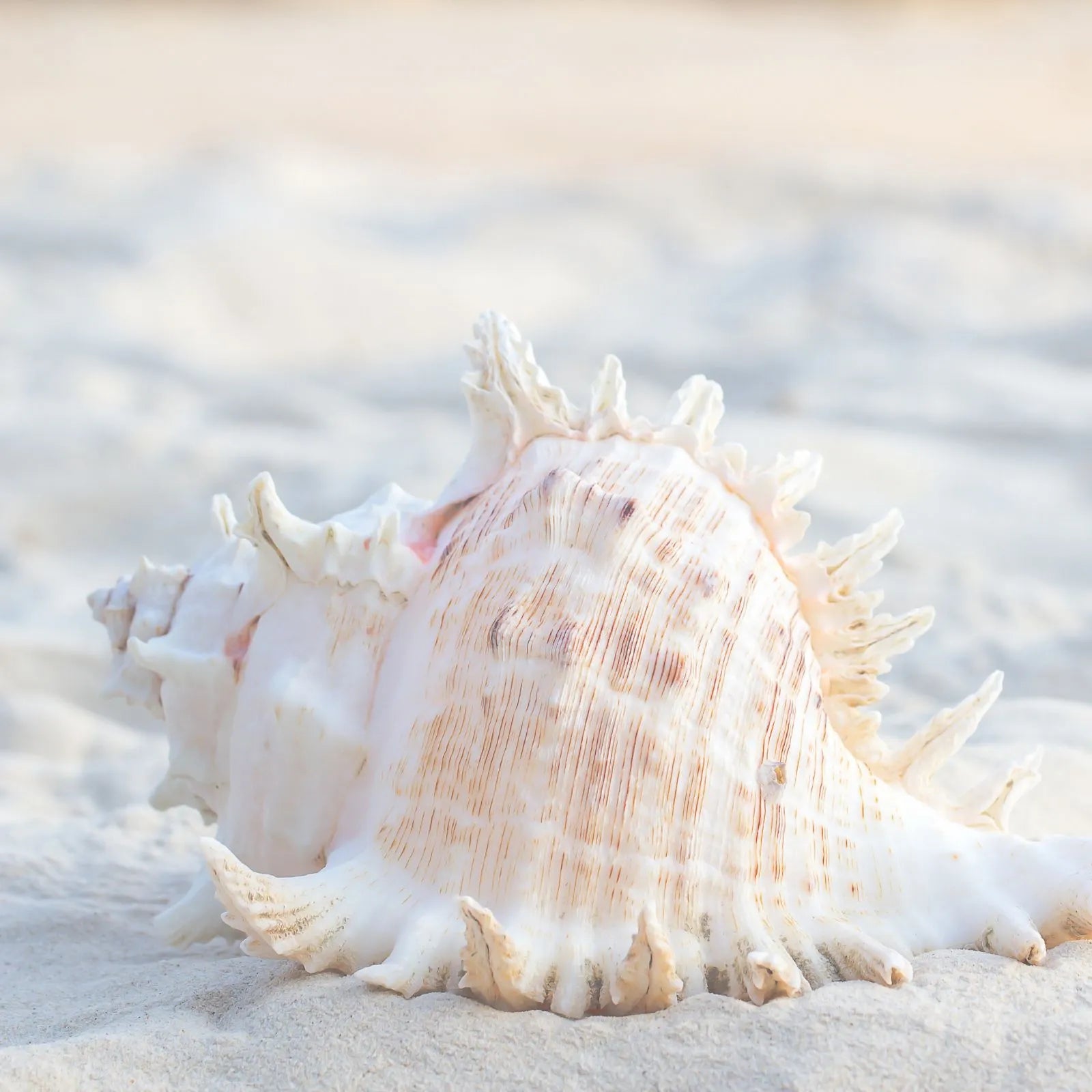sea shell lying on white sand