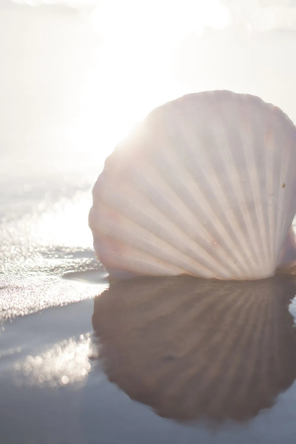seashell lying on the sand