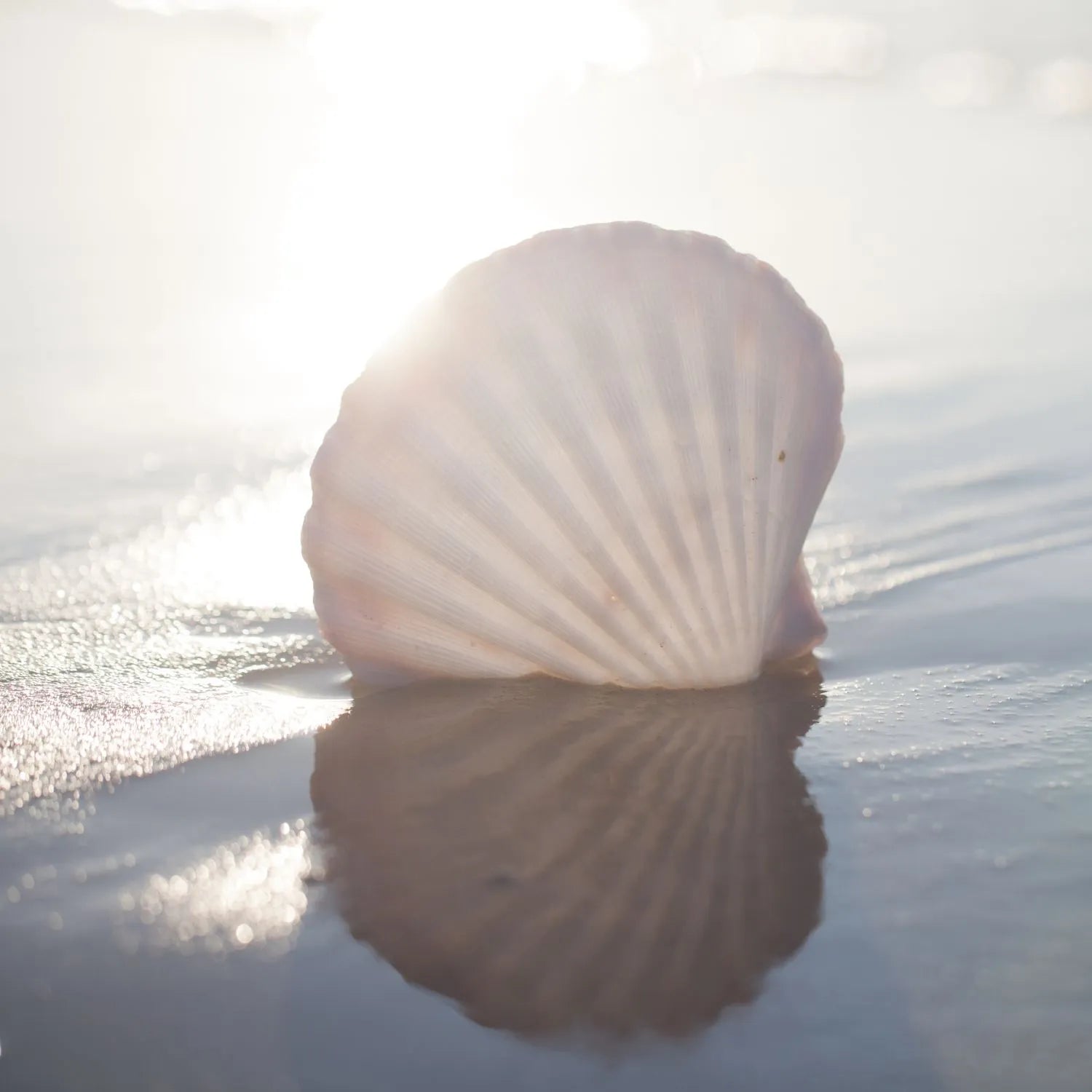 seashell lying on the sand